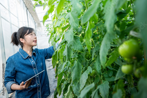 Young woman farmer using digital tablet in tomato farm