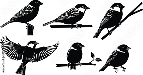 Black bird silhouette illustration set, flying and perched sparrow poses, detailed vector wildlife collection for logo, tattoo, poster, and decorative design use