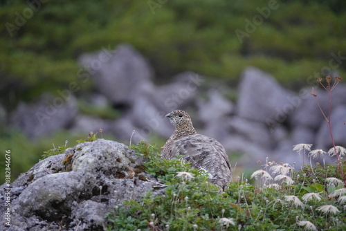 Принти на полотні Rock ptarmigan standing in the alpine grassland of the Swiss Garden in Kumonodai