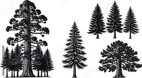 Pine tree silhouettes collection, tall evergreen conifer forest illustration set, detailed black nature vector artwork for wilderness, landscape, logo, and outdoor design projects
