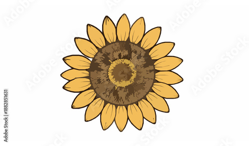 Hand drawn style sunflower head vector illustration isolated on white background