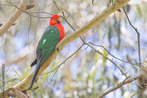 Australian King Parrot (Alisterus scapularis) male perched in a tree, Victoria, Australia.