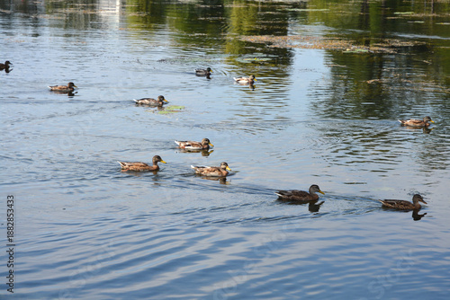 A group of wild ducks swimming on the calm surface of the Korana river in Karlovac with green reflections on the water © nahhan