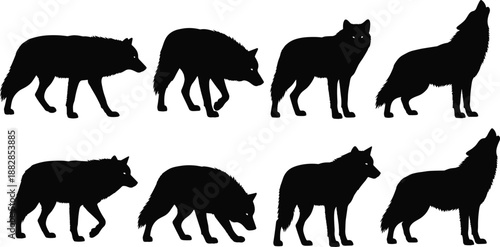 Wolf silhouette set in black, wild canine walking and howling poses collection isolated on white background for wildlife, forest, logo and tattoo design.