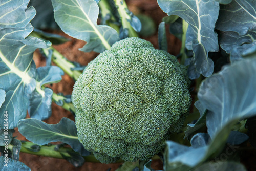 Photos Green broccoli growing in the agricultural field