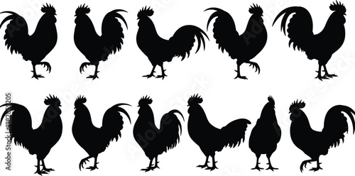 Set of rooster silhouettes in multiple poses, black farm chicken vector collection for poultry branding, agriculture projects, rural design and mascot logos isolated.