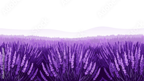Beautiful vector illustration of a lavender field in bloom, a serene and fragrant natural landscape