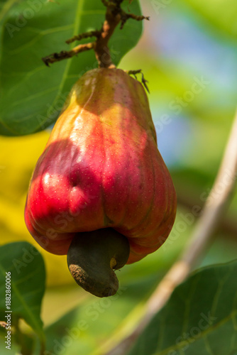 A cashew nut growing on a tree in Thailand.