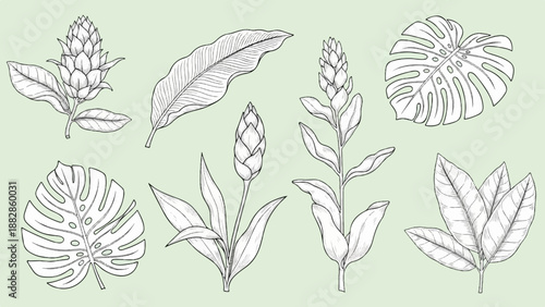 Hand-drawn botanical illustrations of tropical plants and leaves