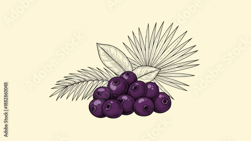 Hand-drawn illustration of dark purple berries with palm leaves on a cream background