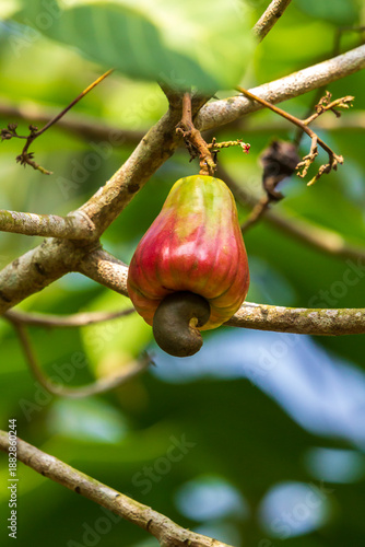 Cashew fruit on tree in the garden, Thailand. (Anacardium occidentale)