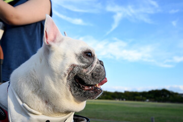 Leinwandbilder Französische Bulldogge Bulldogge beim Spaziergang im Park  © SumLine factory