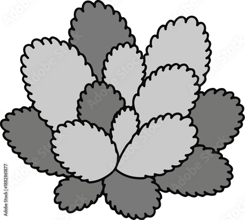 Graphic of a succulent plant with layered, scalloped leaves in shades of gray