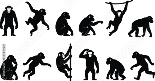 Obraz Set of monkey and ape silhouettes in different poses, walking, sitting, jumping and swinging, black primate icon collection isolated on white background.