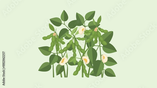 Green soybean pods with leaves and exposed beans against light green