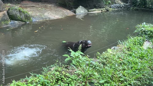 Wallpaper Mural Pygmy hippopotamus (Choeropsis liberiensis) opening its mouth in a zoo pond, from visitor's point of view Torontodigital.ca