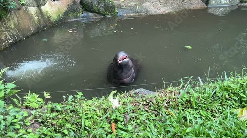 Wallpaper Mural Pygmy hippopotamus (Choeropsis liberiensis) opening its mouth in a zoo pond, from visitor's point of view Torontodigital.ca
