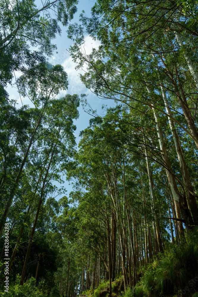 Fototapeta premium Forest with a clear blue sky above it