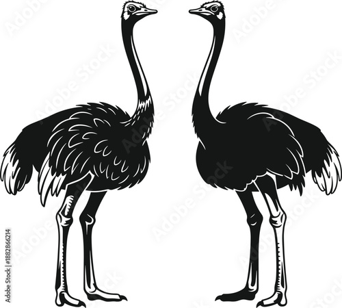 Two ostrich birds vector illustration, black and white large flightless bird silhouette for nature and wildlife design, African animal isolated, sketch, ostrich.