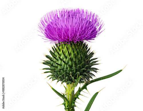 Single Purple Thistle Flower with Green Spiky Leaves, Botanical Detail, Isolated on Transparent Background
