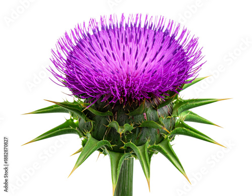Wild Purple Thistle Bloom with Thorny Leaves, Natural Plant Cutout, Isolated PNG