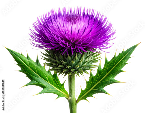  Minimal Botanical Thistle Flower in Purple and Green, Elegant Nature Element, Isolated