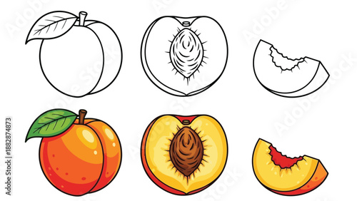 a detailed illustration showcasing a whole peach cut sections and a vibrant orange fruit representation of the peach