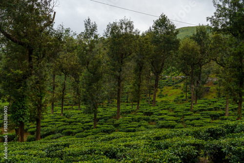 Lush green field with trees and a few birds flying in the sky