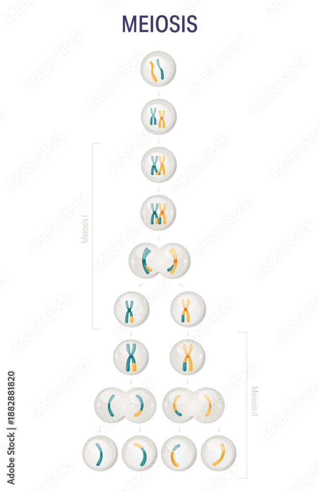 Ταπετσαρία Meiosis stages diagram without labels for biology textbooks, clean educational i