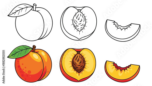 a detailed line drawing illustration showcasing a peach its cross section and a slice with vibrant orange hues