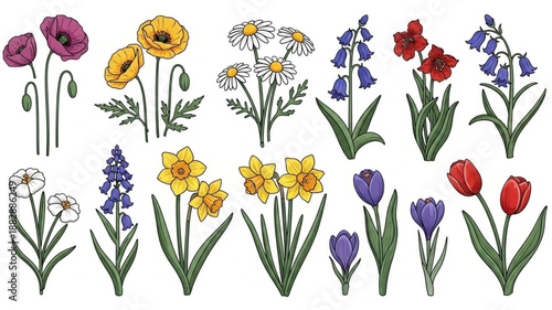 Collection of Various Spring Flowers Botanical Illustrations.