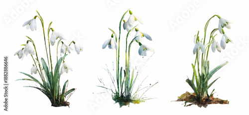 Watercolor snowdrop flowers in spring bouquet set. Minimalist botanical illustration with delicate blooms and grass, perfect for wedding invitations and greeting cards. Vector illustration.