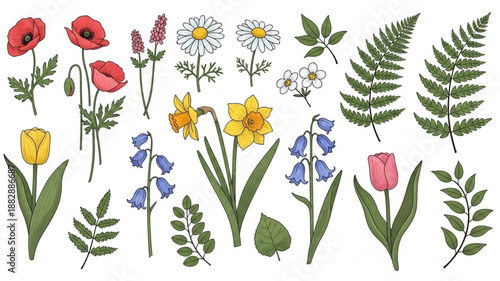Collection of Spring Flowers and Ferns Botanical Illustration.