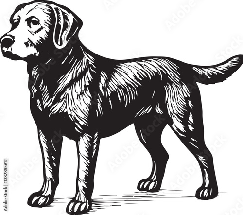 Beagle Dog Vintage Engraving Illustration Vector
