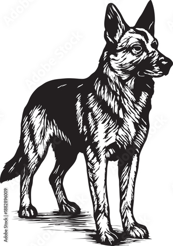German Shepherd Dog Vintage Engraving Illustration Vector