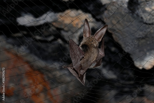 Obraz na plátně Canary long-eared bat Plecotus teneriffae caught in a net for study