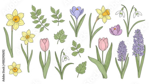 Collection of Spring Flowers and Leaves Botanical Illustration.