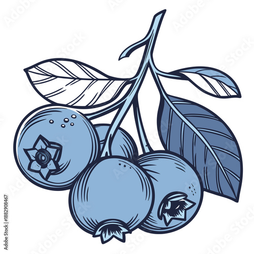 Ripe Blueberry Cluster Macro Detail Illustration on White Background