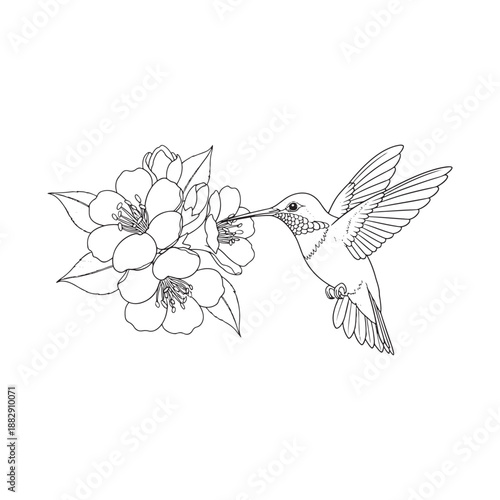Hummingbird feeding on flower nectar illustration