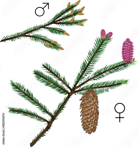 Spruce branches with female seed cones and male pollen cones isolated on white background.