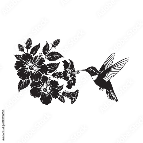 Hummingbird feeding on hibiscus flowers