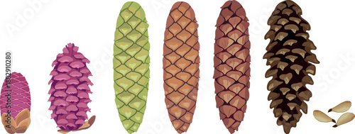 Stages of ripening of spruce female cones isolated on white background