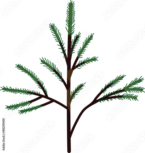Spruce sapling with green needles