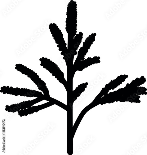 Black silhouette of a spruce sapling with needles.