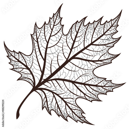 Macro Detail of Leaf Vein Skeleton Pattern Isolated on White