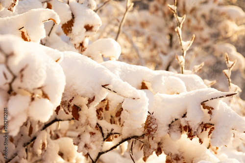 Gros plan sur une branche d'un arbuste avec des feuilles brunes recouvertes d'une couche de neige fraîche dans une forêt en hiver