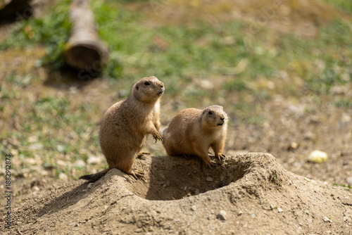 Photos Two marmots standing near their burrow in an alpine meadow, alert wildlife behavior in a natural habitat with soft daylight and earthy textures