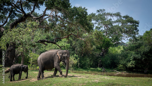 Photos Wild elephants in their natural habitat at Yala National Park, Sri Lanka