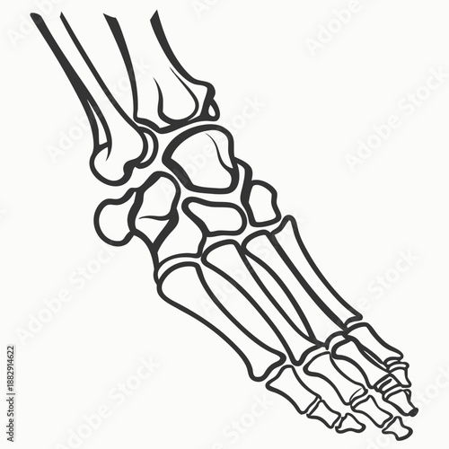 Abstract Bone X-Ray Medical Illustration on White