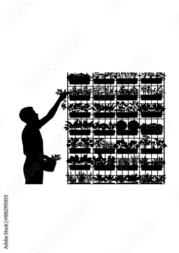 Urban Farming Forager Silhouette, Person Harvesting Vertical Garden Wall, Sustainable Food Production and City Ecology Concept Vector